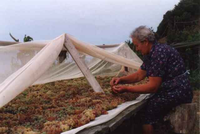 uva per rinforzato